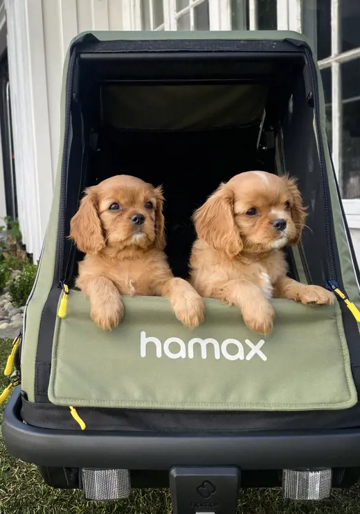 Hamax Pluto M Fahrradanhänger für Hunde