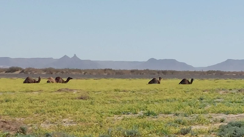 Marocco pure adventure 15-02-2027 - 01-03-2027
