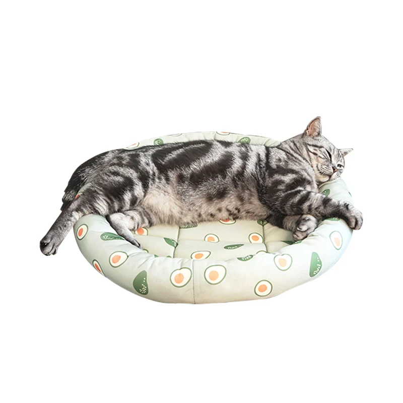 Avocado-Thema Katzensaison